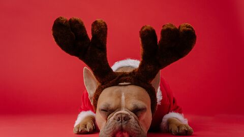 Happy X-Mas Weihnachstkarte mit Hund